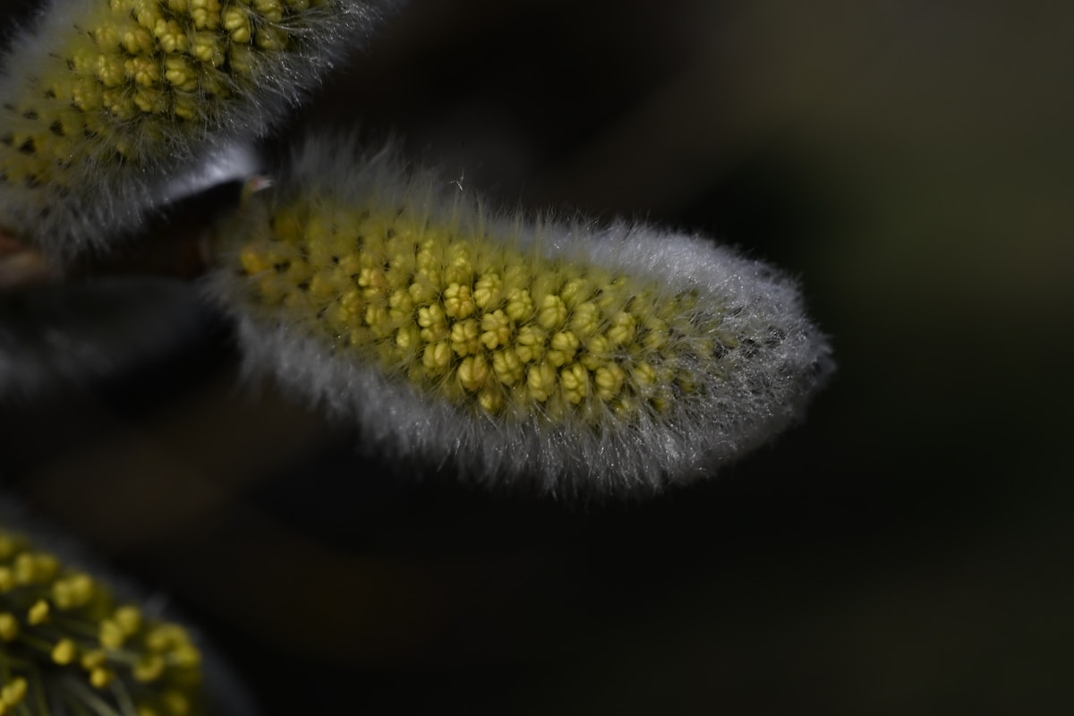 Close-up of fuzzy yellow willow catkins on a dark background