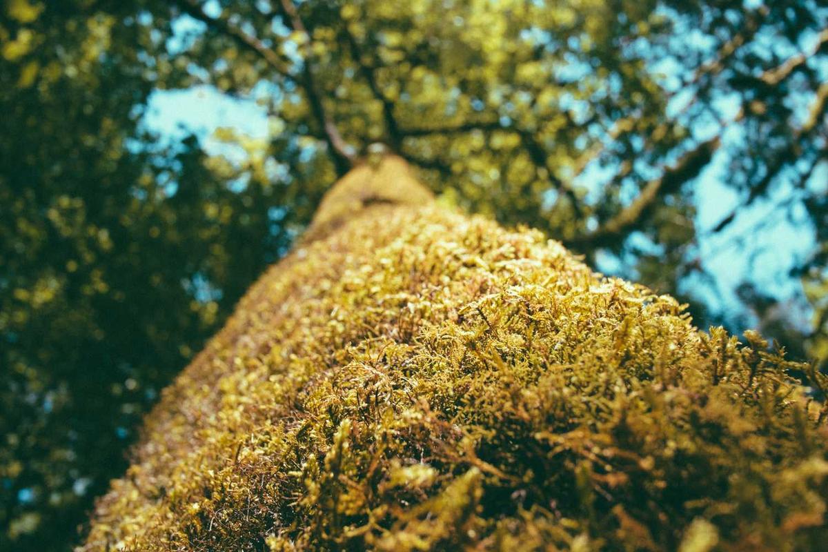 Looking up at moss-covered tree trunk and canopy.