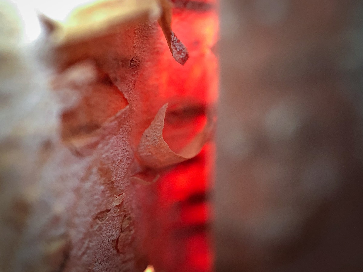 red and white textile with water droplets