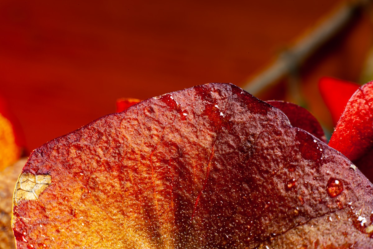 a piece of meat with a stick