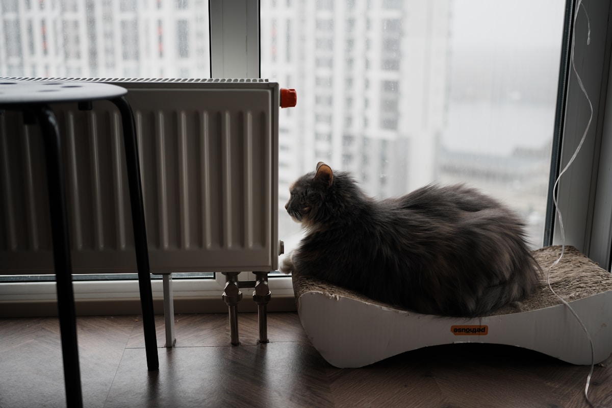 Chat noir pelucheux assis sur un radiateur près de la fenêtre.