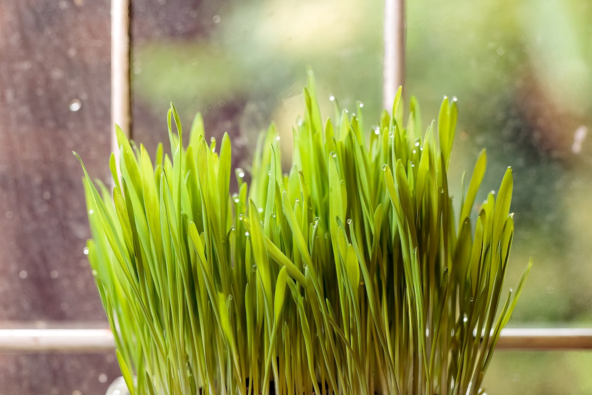 Herbe verte fraîche avec des gouttes de rosée brillantes.